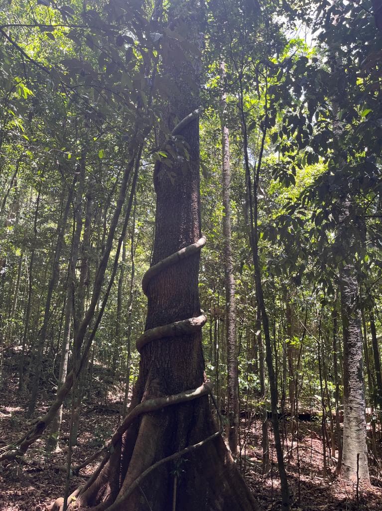 tall green tree in forest to depict breathwork, a differentiator between Barre3 vs Pure Barre