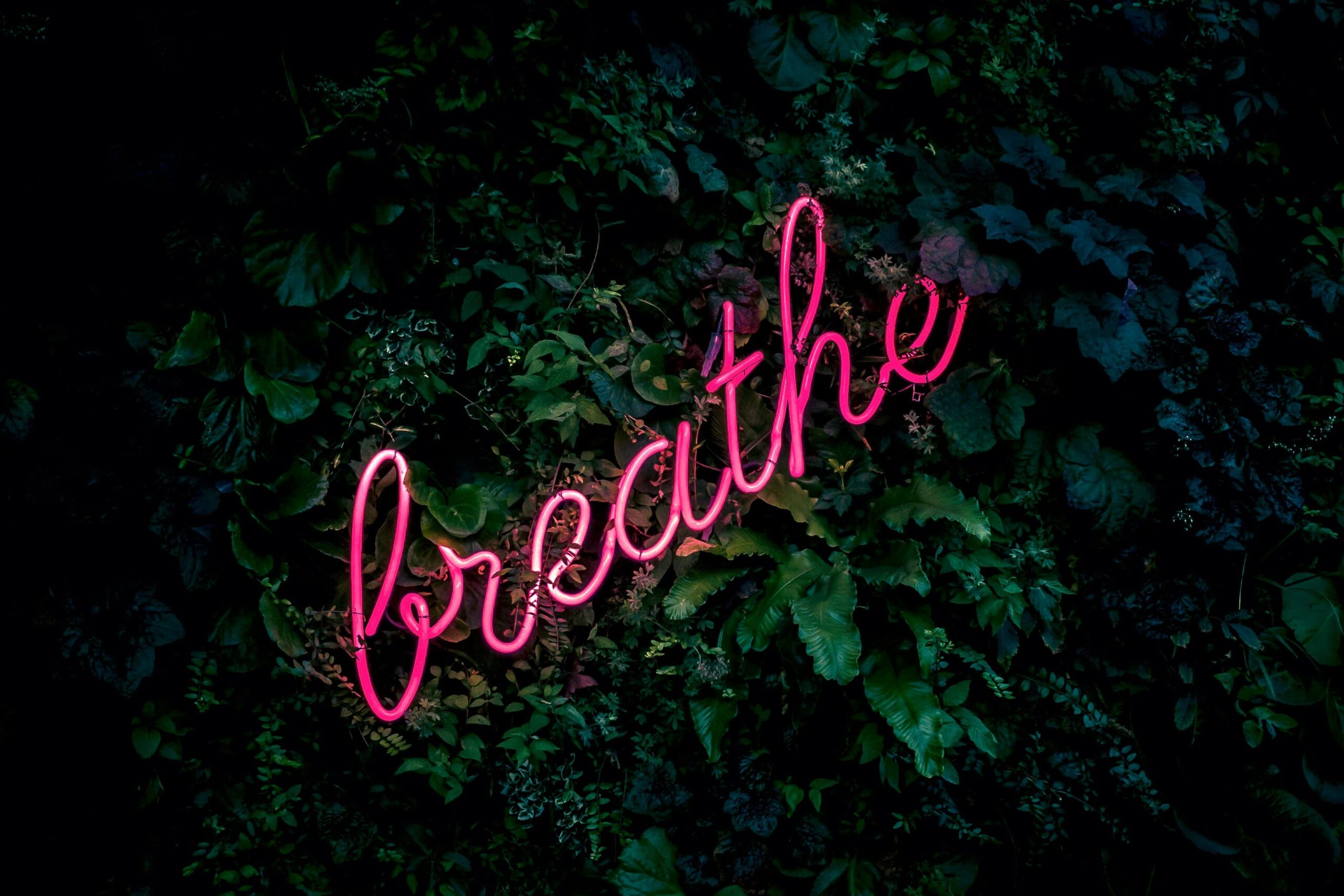 a neon pink sign that says 'breathe' atop some foliage